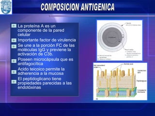 La proteína A es un componente de la pared celular Importante factor de virulencia Se une a la porción FC de las moléculas IgG y previene la activación de C3b. Poseen microcápsula que es antifagocítica Acido teicoico permite la adherencia a la mucosa El peptidoglicano tiene propiedades parecidas a las endotóxinas COMPOSICION ANTIGENICA 