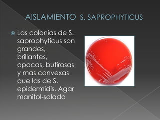 

Las colonias de S.
saprophyticus son
grandes,
brillantes,
opacas, butirosas
y mas convexas
que las de S.
epidermidis. Agar
manitol-salado

 