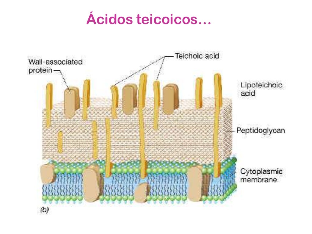 "Estafilococos"