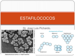 ESTAFILOCOCOS
Dr. Jose Luis Pichardo.

 