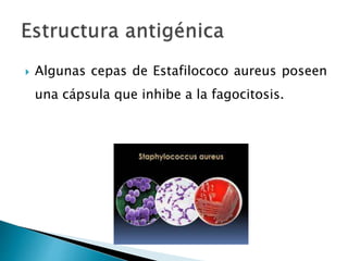  Algunas cepas de Estafilococo aureus poseen
una cápsula que inhibe a la fagocitosis.
 