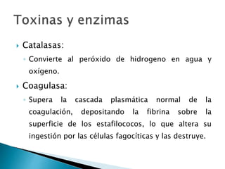  Catalasas:
◦ Convierte al peróxido de hidrogeno en agua y
oxígeno.
 Coagulasa:
◦ Supera la cascada plasmática normal de la
coagulación, depositando la fibrina sobre la
superficie de los estafilococos, lo que altera su
ingestión por las células fagocíticas y las destruye.
 