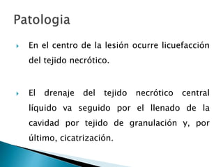  En el centro de la lesión ocurre licuefacción
del tejido necrótico.
 El drenaje del tejido necrótico central
líquido va seguido por el llenado de la
cavidad por tejido de granulación y, por
último, cicatrización.
 