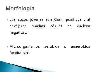  Los cocos jóvenes son Gram positivos , al
envejecer muchas células se vuelven
negativas.
 Microorganismos aerobios o anaerobios
facultativos.
 