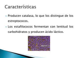  Producen catalasa, lo que los distingue de los
estreptococos.
 Los estafilococos fermentan con lentitud los
carbohidratos y producen ácido láctico.
 