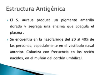  El S. aureus produce un pigmento amarillo
dorado y segrega una enzima que coagula el
plasma .
 Se encuentra en la nasofaringe del 20 al 40% de
las personas, especialmente en el vestíbulo nasal
anterior. Coloniza con frecuencia en los recién
nacidos, en el muñón del cordón umbilical.
 