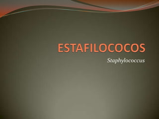 Staphylococcus
 