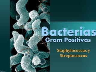 Bacterias 
Gram Positivas 
Staphylococcus y 
Streptococcus 
 
