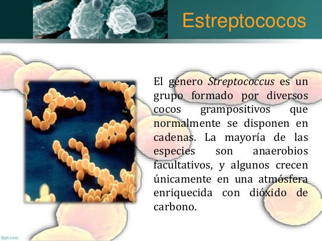 Estafilococos y estreptococos