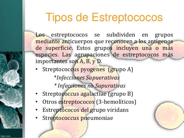Estafilococos y estreptococos Estafilococos y estreptococos