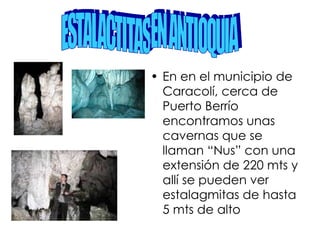 En en el municipio de Caracolí, cerca de Puerto Berrío encontramos unas cavernas que se llaman “Nus” con una extensión de 220 mts y allí se pueden ver estalagmitas de hasta 5 mts de alto ESTALACTITAS EN ANTIOQUIA 