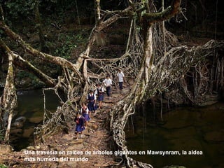 Una travesía en raíces de árboles gigantes en Mawsynram, la aldea 
más húmeda del mundo
 