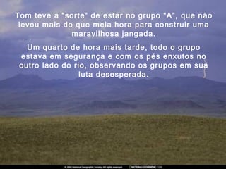 Tom teve a “sorte” de estar no grupo “A”, que não
levou mais do que meia hora para construir uma
maravilhosa jangada.
Um quarto de hora mais tarde, todo o grupo
estava em segurança e com os pés enxutos no
outro lado do rio, observando os grupos em sua
luta desesperada.
 