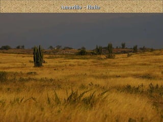 Amarillo - Huila 