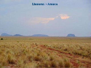 Llanuras - Arauca 