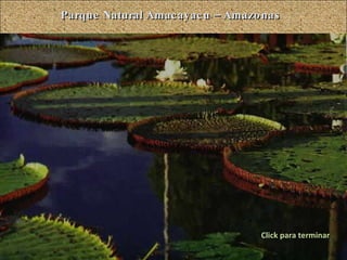 Parque Natural Amacayacu – Amazonas Click para terminar 
