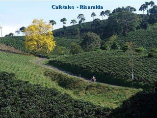 Cafetales - Risaralda 