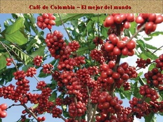 Café de Colombia – El mejor del mundo 