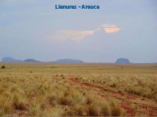 Llanuras - Arauca 