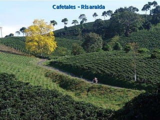 Cafetales - Risaralda 
