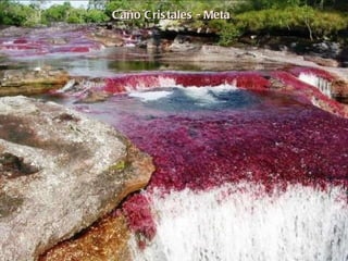 Caño Cristales - Meta 