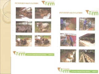 Projek Ternakan Lembu FarmFresh | PPT