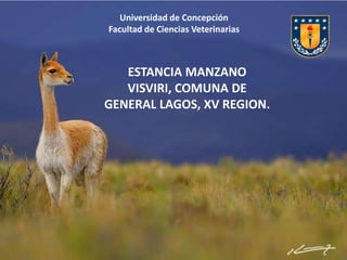 Universidad de Concepción
Facultad de Ciencias Veterinarias
ESTANCIA MANZANO
VISVIRI, COMUNA DE
GENERAL LAGOS, XV REGION.
 