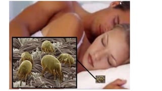 Estan los àcaros al acecho