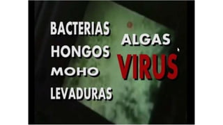 Estan los àcaros al acecho