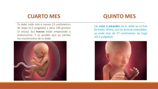 Etapas Del Embarazo Y Desarrollo Del Feto Etapas Del Embarazo Y Desarrollo Del Feto