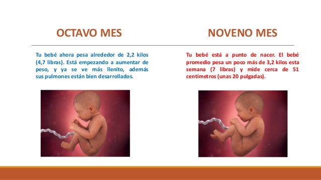 Etapas Del Embarazo Y Desarrollo Del Feto
