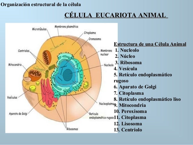 Esta si es la celula y sus componentes.