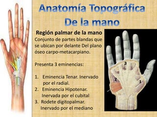 region de la mano | PPTX