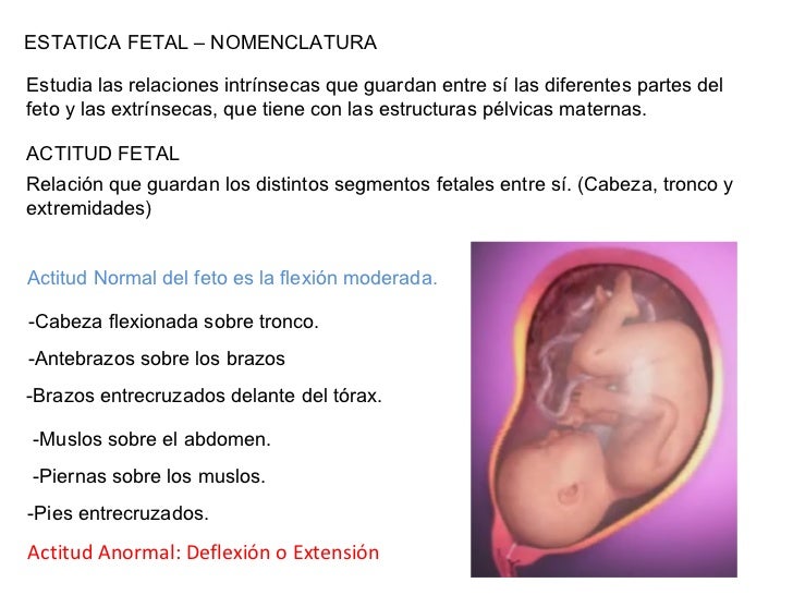 posición cefálica del bebe posición cefálica del bebe