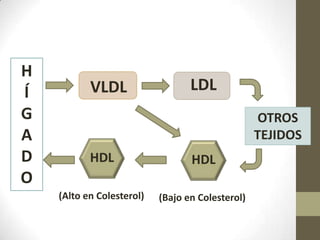 H
Í          VLDL                   LDL
G                                                  OTROS
A                                                 TEJIDOS
D          HDL                    HDL
O
    (Alto en Colesterol)   (Bajo en Colesterol)
 
