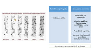 Convulsiones prolongadas
•Pérdida de células
Convulsiones recurrentes
•Alteración del
desarrollo.
•Asocian a déficits
funcionales y
morfológicos a largo
plazo.
•> Frec: déficit cognitivo.
•Memoria visual-espacial
y aprendizaje
(estructuras límbicas)
Alteraciones en la reorganización de las sinapsis
 