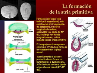 LLaa ffoorrmmaacciióónn 
ddee llaa ssttrriiaa pprriimmiittiivvaa 
Formación del tercer folio 
embrional (mesodermo) y del 
canal dorsal por invaginación 
del ectodermo. Un surco 
longitudinal mediano, 
observable ya a partir del 15° 
día, se alarga y se hunde 
progresivamente, y viene 
llamado stria (o linea) primitiva. 
El bosquejo nervioso aparece 
entorno al 17° día, bajo forma de 
un espesamiento: la placa 
neural. 
Sucesivamente la placa se 
profundiza hasta formar un 
hundimiento: la ducha neural. 
Al fin la ducha se cierra, dando 
origen al canal neural (21°-28° 
día). 
 