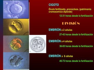 CCIIGGOOTTOO 
ÓÓvvuulloo ffeerrttiilliizzaaddoo,, pprroonnúúcclleeooss.. ((ppaattrriimmoonniioo 
ccrroommoossoommiiccoo ddiippllooiiddee)) 
1122--3311 hhoorraass ddeessddee llaa ffeerrttiilliizzaacciióónn 
DDIIVVIISSIIÓÓNN 
EEMMBBRRIIÓÓNN aa 22 ccéélluullaass 
2277--4433 hhoorraass ddeessddee llaa ffeerrttiilliizzaacciióónn 
EEMMBBRRIIÓÓNN aa 44 ccéélluullaass 
3366--6655 hhoorraass ddeessddee llaa ffeerrttiilliizzaacciióónn 
EEMMBBRRIIÓÓNN aa 88 ccéélluullaass 
4455--7733 hhoorraass ddeessddee llaa ffeerrttiilliizzaacciióónn 
 