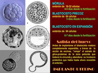 MMÓÓRRUULLAA 
embrión de 16-32 células 
4-5 días desde la fertilización 
BBLLAASSTTOOCCIISSTTOO PPRREECCOOZZ 
embrión ddee 6644 ccéélluullaass 
55 días desde la fertilización 
BLASTOCISTO EN EXPANSIÓN 
embrión ddee 6644 ccéélluullaass 
66--77 días desde la fertilización 
Salida del huevo 
Antes de implantarse el blastocisto madura 
completamente espandido, a traves de la 
acción de encinas, “rompe” el estrato de 
glico-proteinas de la zona pelúcida que 
todavía lo circunda y abandona su involucro 
protectivo que había hasta ahora revestido 
el embrión. 
IMPLANTO UTERINO 
 