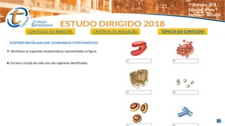 O ESTUDO DAS CÉLULAS (CAP. 1):ORGANELAS CITOPLASMÁTICAS
7- Identifique as organelas citoplasmáticas representadas na figura.
8- Escreva a função de cada uma das organelas identificadas.
CONTEÚDO DO BIMESTRE CRITÉRIOS DE AVALIAÇÃO TÓPICOS DO CONTEÚDO
1º Bimestre 2018
Ciências: 8°ano
Professor: Marcello
 