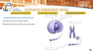 O ESTUDO DAS CÉLULAS (CAP. 1): O NÚCLEO CELULAR
9- Identifique as estruturas indicadas na figura.
10- Estabeleça a relação entre DNA, cromossomos e genes.
CONTEÚDO DO BIMESTRE CRITÉRIOS DE AVALIAÇÃO TÓPICOS DO CONTEÚDO
1º Bimestre 2018
Ciências: 8°ano
Professor: Marcello
 