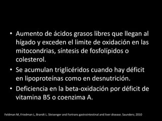 • Aumento de ácidos grasos libres que llegan al
hígado y exceden el limite de oxidación en las
mitocondrias, síntesis de fosfolípidos o
colesterol.
• Se acumulan triglicéridos cuando hay déficit
en lipoproteínas como en desnutrición.
• Deficiencia en la beta-oxidación por déficit de
vitamina B5 o coenzima A.
Feldman M, Friedman L, Brandt L. Sleisenger and Fortrans gastrointestinal and liver disease. Saunders; 2010
 