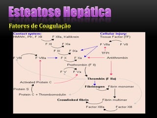Fatores de Coagulação
 