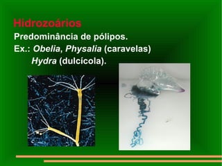 Hidrozoários   Predominância de pólipos.  Ex.:  Obelia ,  Physalia  (caravelas)  Hydra  (dulcícola).  