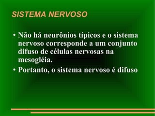 SISTEMA NERVOSO Não há neurônios típicos e o sistema nervoso corresponde a um conjunto difuso de células nervosas na mesogléia.  Portanto, o sistema nervoso é difuso 