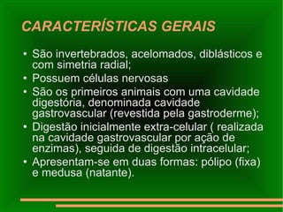 CARACTERÍSTICAS GERAIS São invertebrados, acelomados, diblásticos e com simetria radial; Possuem células nervosas  São os primeiros animais com uma cavidade digestória, denominada cavidade gastrovascular (revestida pela gastroderme); Digestão inicialmente extra-celular ( realizada na cavidade gastrovascular por ação de enzimas), seguida de digestão intracelular; Apresentam-se em duas formas: pólipo (fixa) e medusa (natante). 