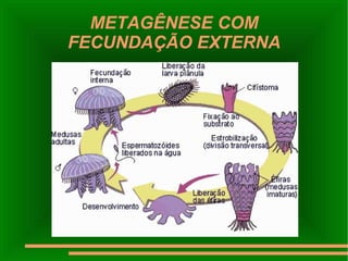 METAGÊNESE COM FECUNDAÇÃO EXTERNA 