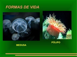 FORMAS DE VIDA PÓLIPO MEDUSA 