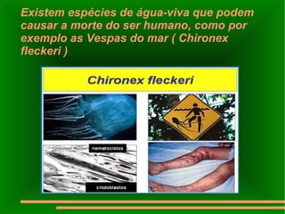 Existem espécies de água-viva que podem causar a morte do ser humano, como por exemplo as Vespas do mar ( Chironex fleckeri ) 