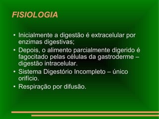 FISIOLOGIA Inicialmente a digestão é extracelular por enzimas digestivas; Depois, o alimento parcialmente digerido é fagocitado pelas células da gastroderme – digestão intracelular. Sistema Digestório Incompleto – único orifício. Respiração por difusão.  